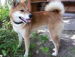 picture of dog