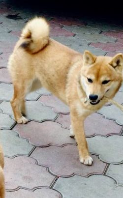picture of dog