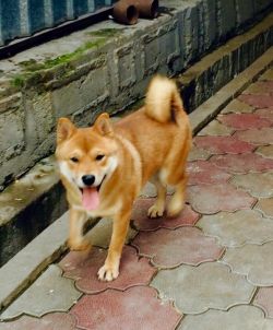 picture of dog