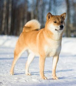picture of dog