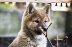 picture of dog