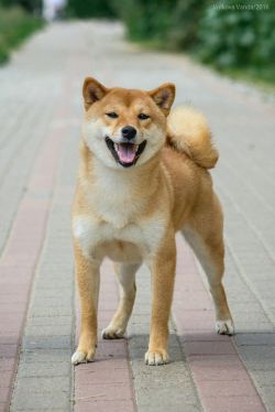picture of dog