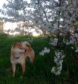 picture of dog