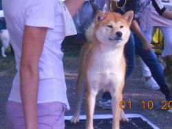 picture of dog