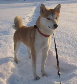 picture of dog