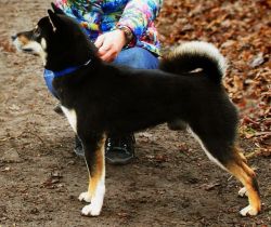 picture of dog