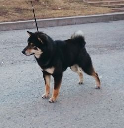 picture of dog