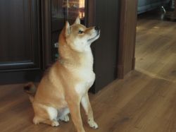 picture of dog