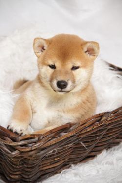 picture of dog