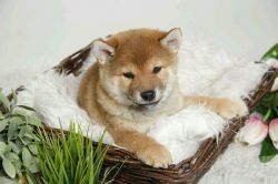 picture of dog
