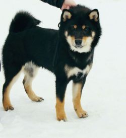 picture of dog