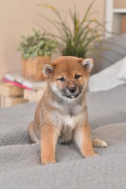 picture of dog
