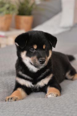 picture of dog