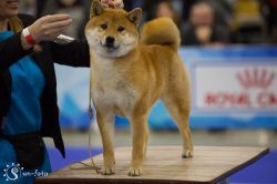 picture of dog
