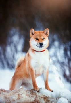 picture of dog