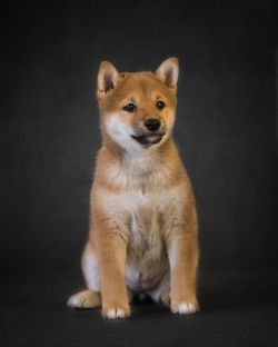 picture of dog