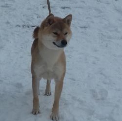 picture of dog