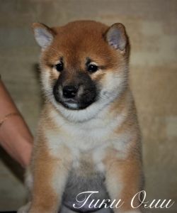 picture of dog