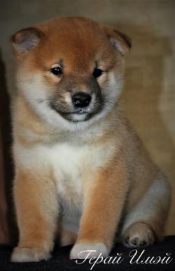 picture of dog