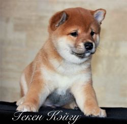 picture of dog
