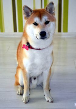picture of dog