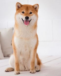 picture of dog