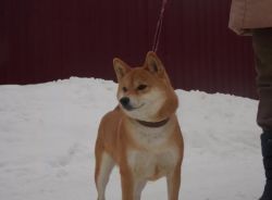 picture of dog