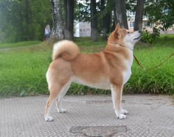 picture of dog