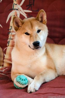 picture of dog