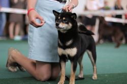 picture of dog