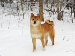 picture of dog