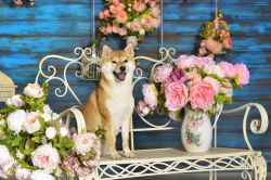 picture of dog
