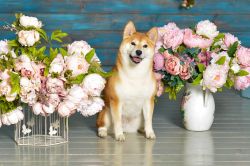 picture of dog