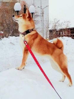 picture of dog