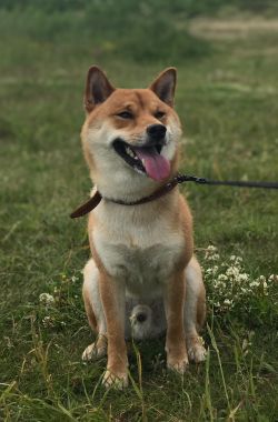 picture of dog