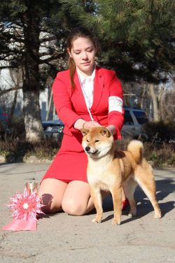 picture of dog