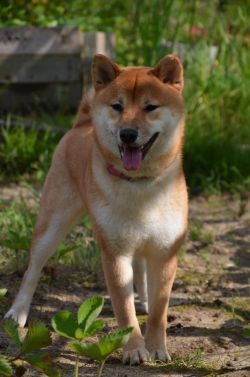 picture of dog