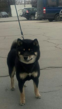 picture of dog
