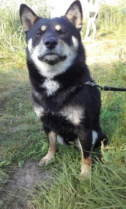 picture of dog