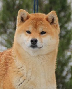 picture of dog