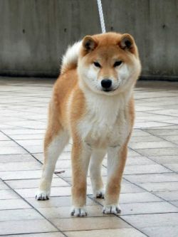 picture of dog