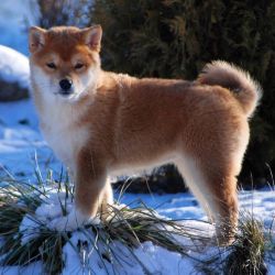 picture of dog