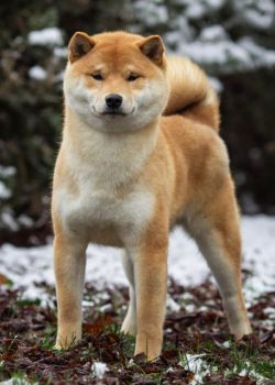 picture of dog