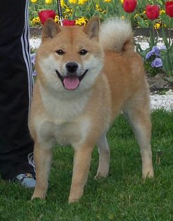 picture of dog