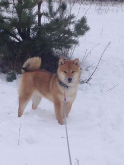 picture of dog