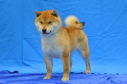 picture of dog