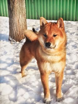 picture of dog