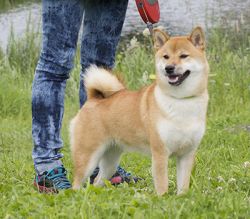 picture of dog