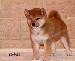 picture of dog