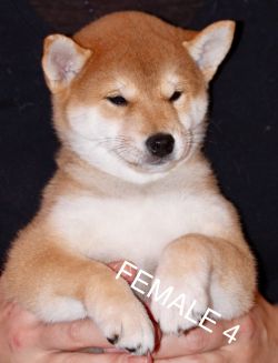 picture of dog